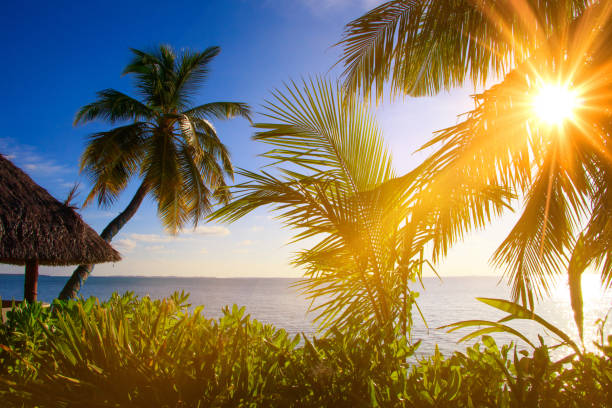 istock Sea view with sunbeams palms and plants 896251142