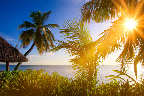 Sea view with sunbeams palms and plants Sea view with sunbeams palms and plants meeru island stock pictures, royalty-free photos & images