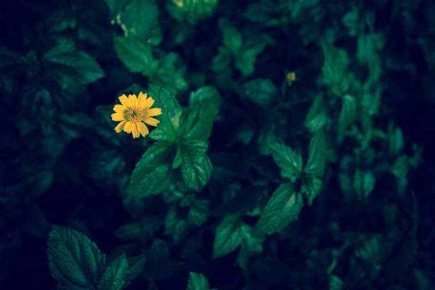 istock Vintage of yellow flower 896251244