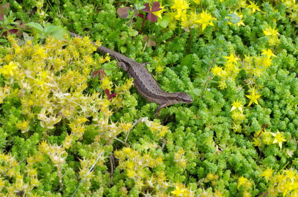 Lizard in the garden Viviparous lizard (lat. Zootoca vivipara) zootoca vivipara stock pictures, royalty-free photos & images