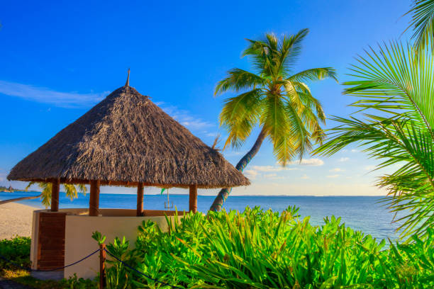 Sea view of a hut between palm trees and plants Sea view of a hut between palm trees and plants meeru island photos stock pictures, royalty-free photos & images