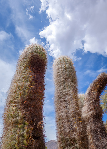 Peludo Cactus en el desierto photo