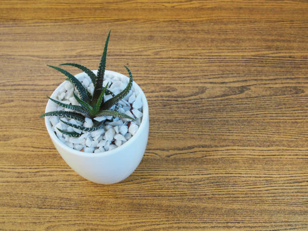 istock House plant in a ceramic pot on a wooden background 896260374