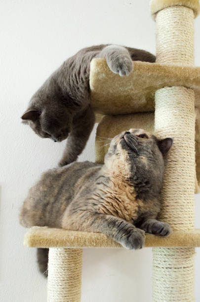 dois cinza curto britânico gatos jogando na torre do gato - pele tower - fotografias e filmes do acervo