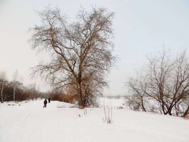 istock the river is ice-covered in a winter park 896262788