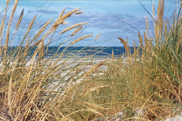 istock Dunes with reedgrass, North Sea coast 896263944