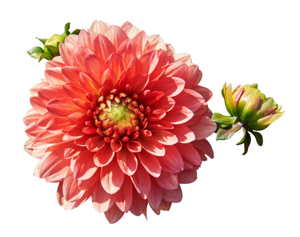 istock Beautiful red dahlia with buttons. Isolated on white in the background 896264106