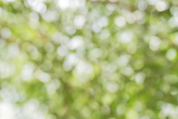 istock green bokeh / bokeh from tree / blurred tree / Blurred nature background / green and white background from tree in sun light. 896266812