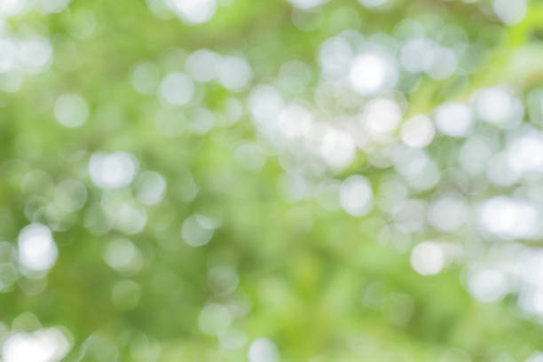 istock green bokeh / bokeh from tree / blurred tree / Blurred nature background / green and white background from tree in sun light. 896267416