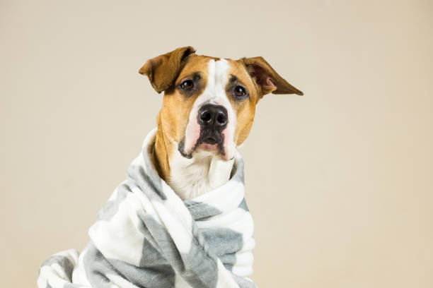 istock Dog comfortably wrapped in warm blanket 896269914