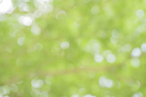 istock green bokeh / bokeh from tree / blurred tree / Blurred nature background / green and white background from tree in sun light. 896270088