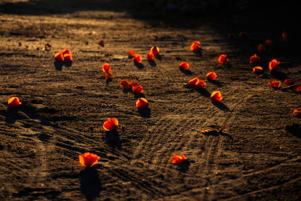 Glowing flowers on the ground at sunset Glowing flowers on the ground at sunset meeru island stock pictures, royalty-free photos & images