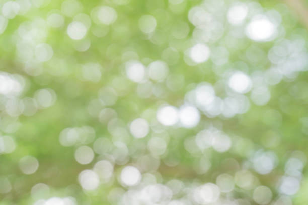 istock green bokeh / bokeh from tree / blurred tree / Blurred nature background / green and white background from tree in sun light. 896271006