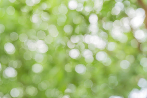 istock green bokeh / bokeh from tree / blurred tree / Blurred nature background / green and white background from tree in sun light. 896273292