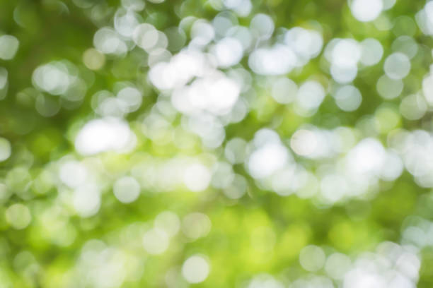 istock green bokeh / bokeh from tree / blurred tree / Blurred nature background / green and white background from tree in sun light. 896273762