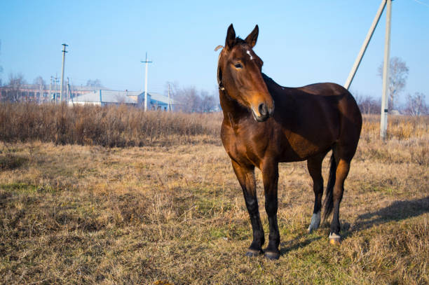 istock a brown horse in the clearing 896273786