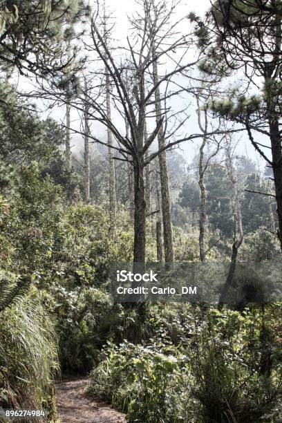 Photo libre de droit de Volcan Acatenango banque d'images et plus d'images libres de droit de Arbre - Arbre, Couleur verte, Forêt