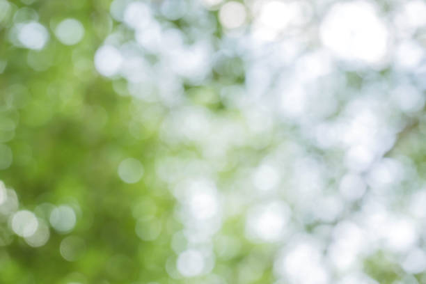 istock green bokeh / bokeh from tree / blurred tree / Blurred nature background / green and white background from tree in sun light. 896277122