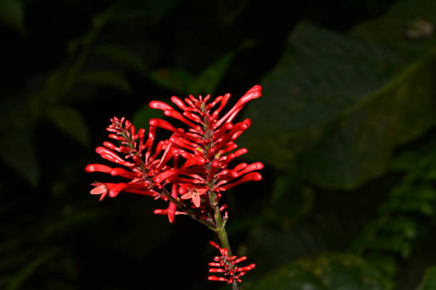 istock Beautiful details of the Atlantic Forest 896277308