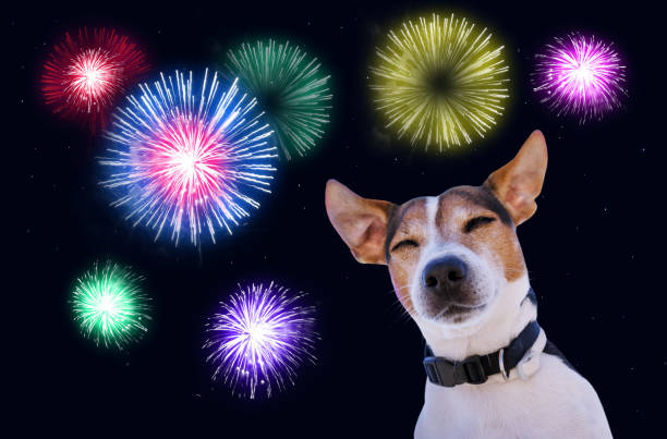 Safety of pets during fireworks concept Dog muzzle closed eyes jack russell terrier against the sky with fireworks. Safety of pets during fireworks concept restraint muzzle photos stock pictures, royalty-free photos & images