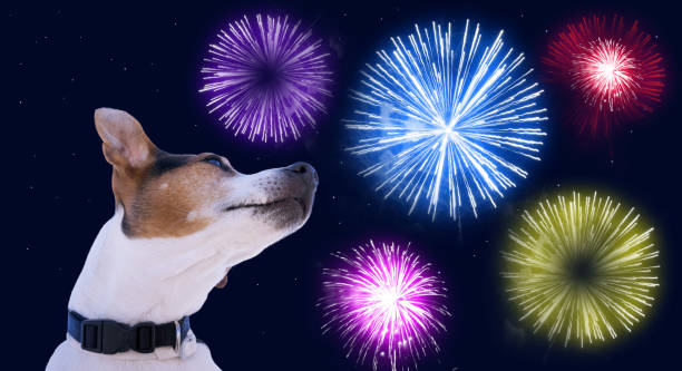 istock Safety of pets during fireworks concept 896286268