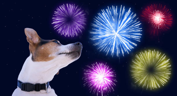 Safety of pets during fireworks concept Dog muzzle jack russell terrier against the sky with colored fireworks. Safety of pets during fireworks concept restraint muzzle photos stock pictures, royalty-free photos & images