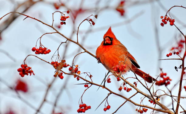 istock Male Northern Cardinal (Cardinalis cardinalis) eating red berries 896287666