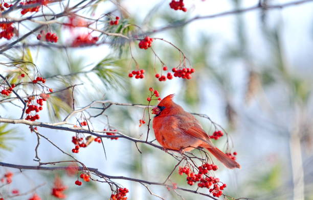 istock Male Northern Cardinal (Cardinalis cardinalis) eating red berries 896287674