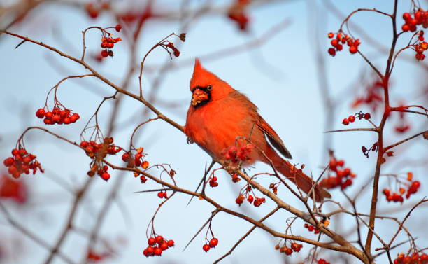 istock Male Northern Cardinal (Cardinalis cardinalis) eating red berries 896287694
