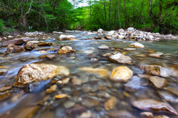 Forest landscape in the vicinity of Sochi, Russia. Transparent cold water of a mountain river flows between picturesque summer stones against a background of green trees close up. stream body of water stock pictures, royalty-free photos & images