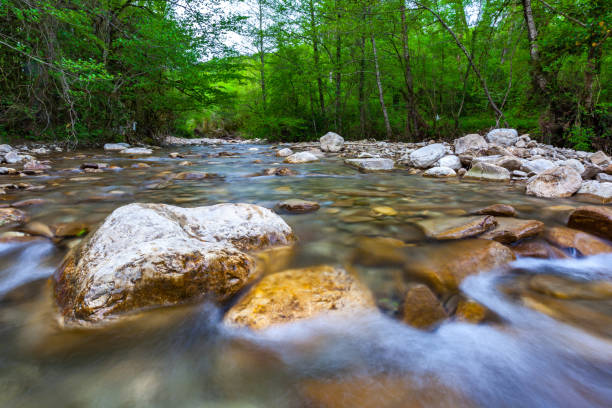 istock Forest landscape in the vicinity of Sochi, Russia. 896288154