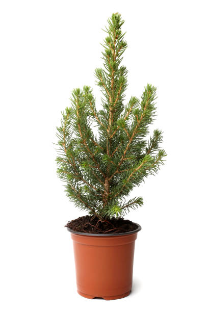 istock Little fir tree in pot 896294544