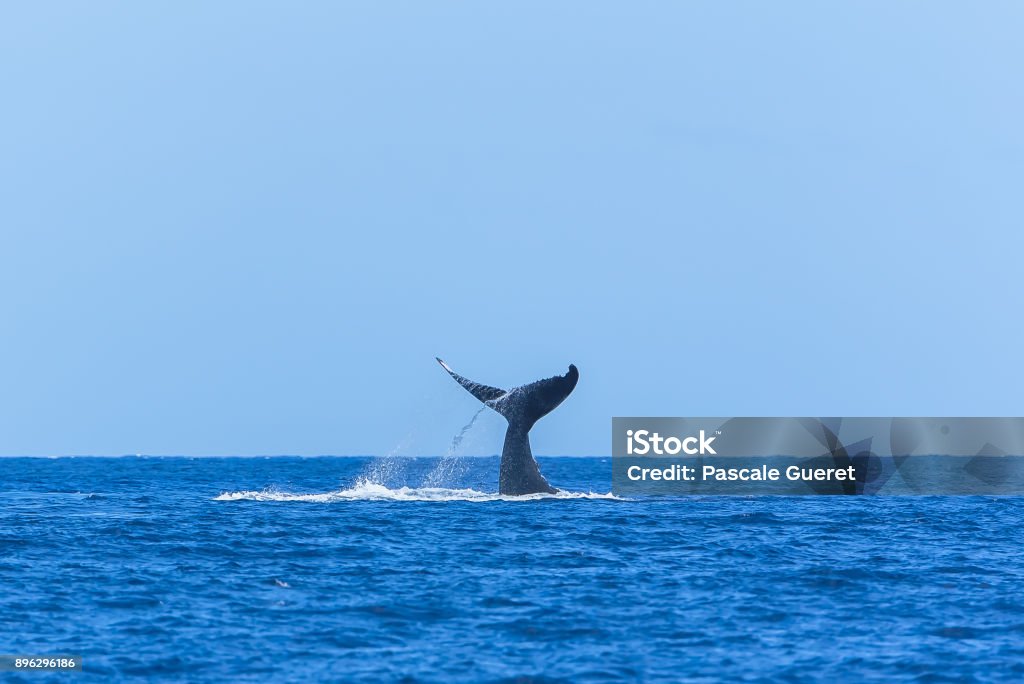 Humpback whale swimming Humpback whale swimming in the Pacific Ocean, tail of the whale diving Whale Stock Photo