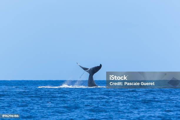 Humpback Whale Swimming Stock Photo - Download Image Now - Whale, Underwater, Animal