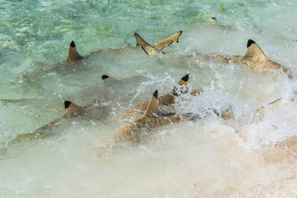 istock Blacktip reef shark, Carcharhinus melanopterus 896298496