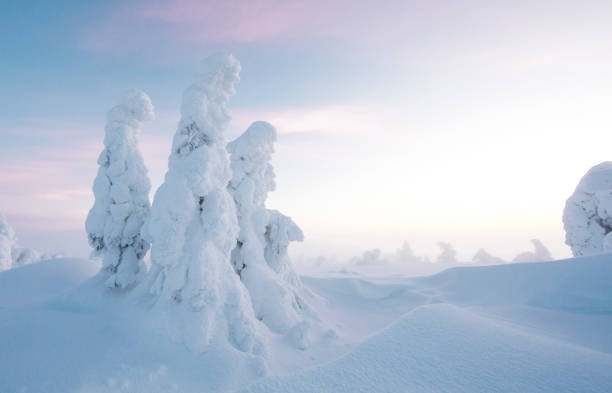 istock frozen trees in the nature of Lapland 896298632