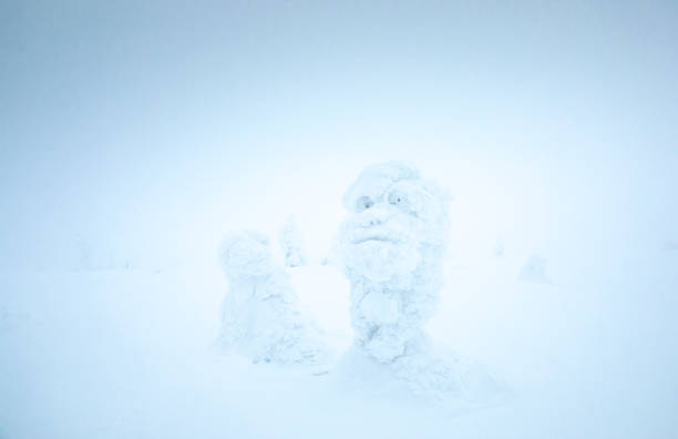 frozen trees in Riisitunturi, Lapland in winter