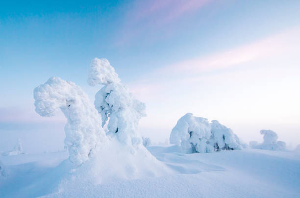 istock frozen trees in the nature of Lapland 896298732