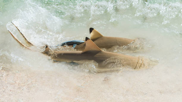 istock Blacktip reef sharks, two sharks with a remora fish 896298760