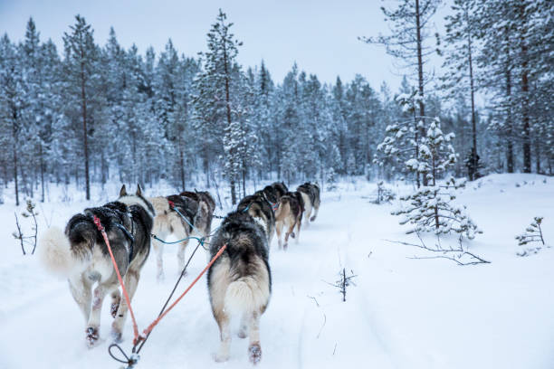 istock working husky dogs in arctic Finland 896298874