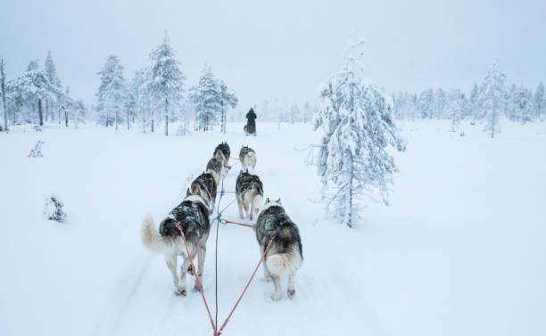 istock working husky dogs in arctic Finland 896298882