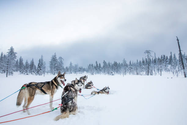 istock working husky dogs in arctic finalnd 896299022