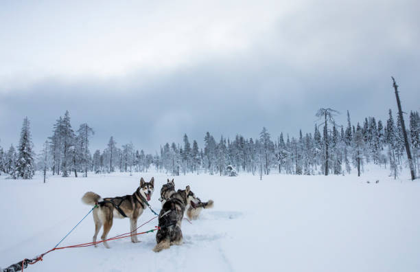 istock working husky dogs in arctic finalnd 896299024