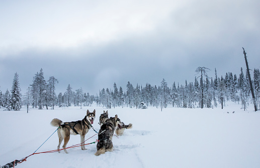 Husky dogs resting from pulling a sledge in Arctic Finland