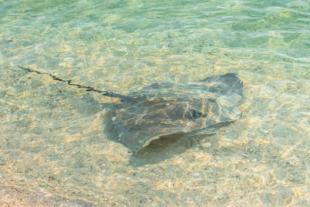 Pink whip ray, Himantura fai, swimming in the lagoon in French Polynesia