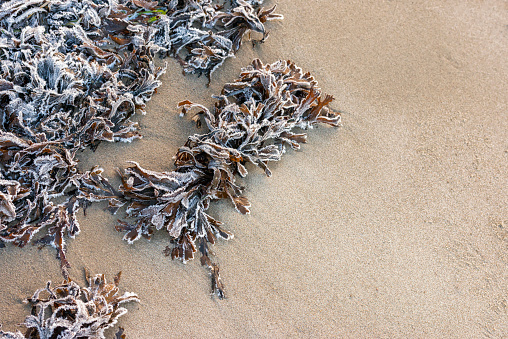 Frozen seaweed on a beach in the North sea. Bladderwrack with frost on a Swedish beach.