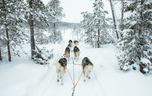 istock working husky dogs in arctic finalnd 896299470