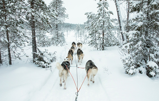 Husky dogs pulling a sledge in Arctic Finland