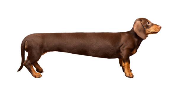 Extra Long Dachshund Manipulated Image Of A Very Long Dachshund Standing In  Front Of White Background Studio Shot - Fotografias de stock e mais imagens  de Dachshund - iStock