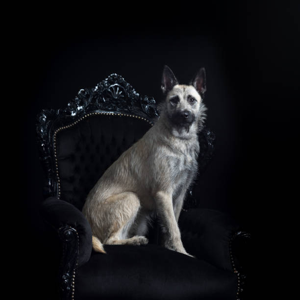 istock Young blonde female Dutch Shepherd 896306878